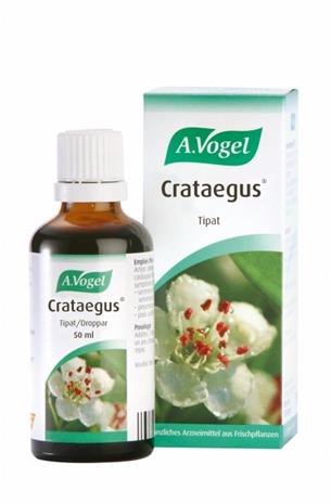 A.Vogel Crataegus
