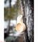 Kahvallinen kuksa – kuva 5