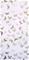 Butterfly Rose/Brass - WP1097" "Tapetti – kuva 1