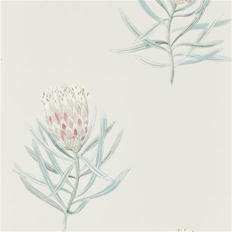 Protea Flower - 216330" "Tapetti – kuva 1/8