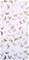 Butterfly Rose/Brass - WP1097" "Tapetti – kuva 5