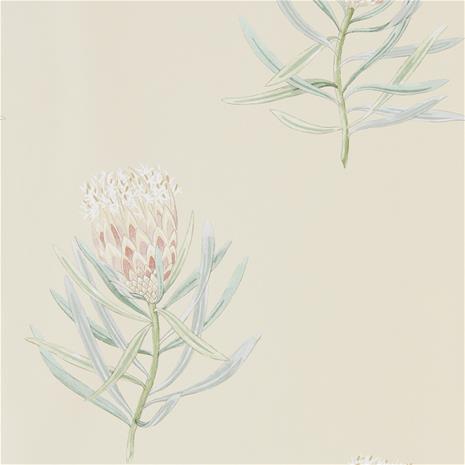 Protea Flower - 216329" "Tapetti