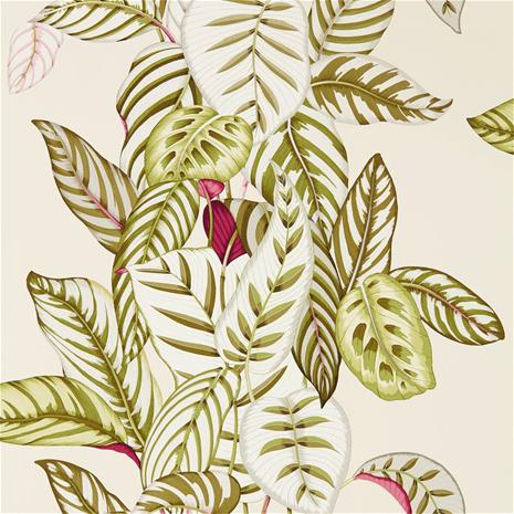 Calathea - 216631" "Tapetti