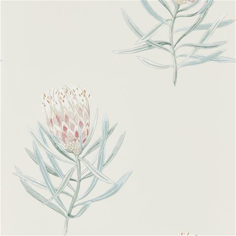 Protea Flower - 216330" "Tapetti – kuva 5/8