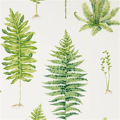 Fernery - 216633" "Tapetti