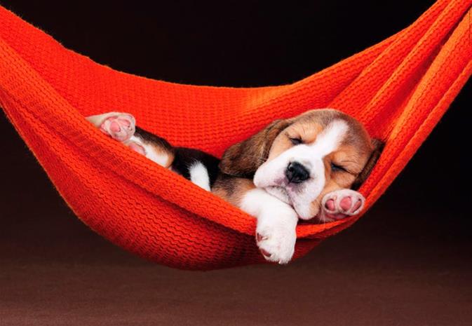 Educa Sleeping In The Hammock 500p palapeli – kuva 1/8