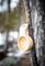 Kahvallinen kuksa – kuva 7