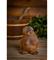 Tervattu 17 cm Sauna-akka – kuva 5