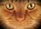 Perfect Ginger Cat's eyes tabletti – kuva 1