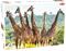 Tactic Animals: Tall Giraffes 1000p palapeli – kuva 6