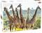 Tactic Animals: Tall Giraffes 1000p palapeli – kuva 7