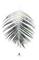 Juliste Palm leaf – kuva 1
