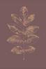 Juliste Botanica 2 – kuva 1/5