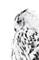 Juliste White owl – kuva 1