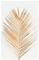 Juliste Palmleaf gold – kuva 1