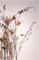 Juliste Everlasting – kuva 1