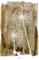 Juliste White Dandelion – kuva 1