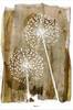 Juliste White Dandelion – kuva 1/5