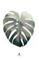 Malerifabrikken Juliste Monstera leaf – kuva 6