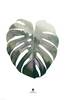Malerifabrikken Juliste Monstera leaf