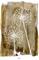 Juliste White Dandelion – kuva 5