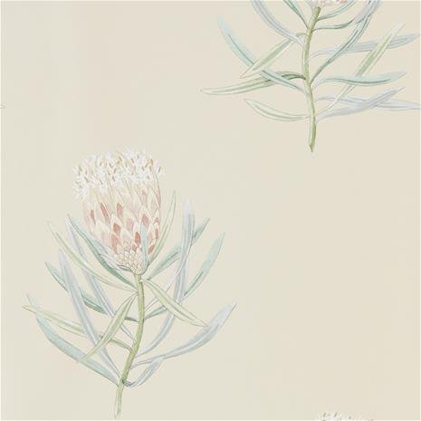 Protea Flower - 216329" "Tapetti