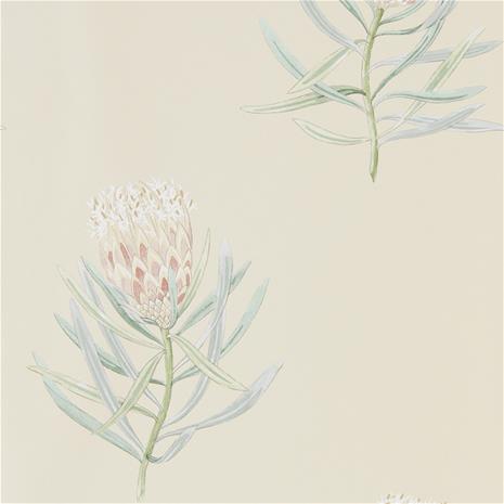 Protea Flower - 216329" "Tapetti
