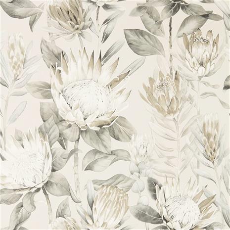 King Protea - 216647" "Tapetti