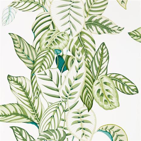 Calathea - 216630" "Tapetti – kuva 7/8