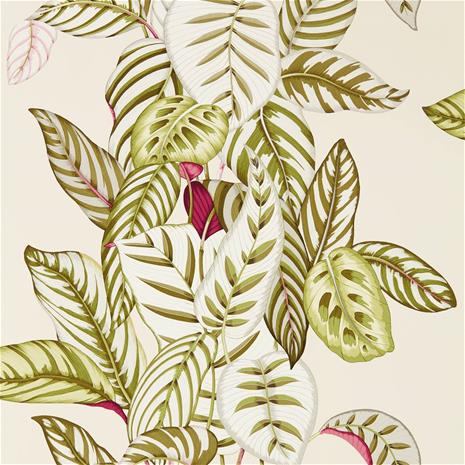 Calathea - 216631" "Tapetti