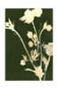 Juliste Pure Nature 6