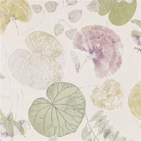 Dardanella - HGAT111259 Tapetti