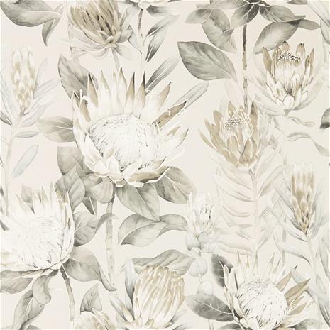 King Protea - 216647" "Tapetti