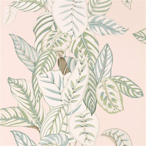 Calathea - 216632" "Tapetti