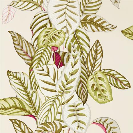 Calathea - 216631" "Tapetti