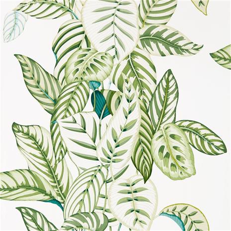 Calathea - 216630" "Tapetti – kuva 8/8