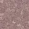 Nocturne - 7268" "Tapetti – kuva 7