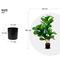 Lykke Fiddle-Leaf Fig 85cm tekokasvi – kuva 1