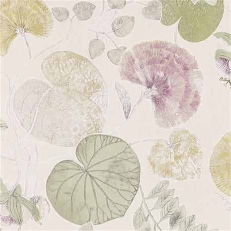 Dardanella - HGAT111259 Tapetti