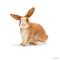 SCHLEICH 13827 RABBIT – kuva 1