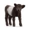 Schleich Galloway Calf – kuva 1