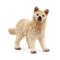 Schleich Wild Life Arctic Wolf Cub susi – kuva 1