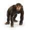 Schleich Wild Life Chimpanzee simpanssi – kuva 1