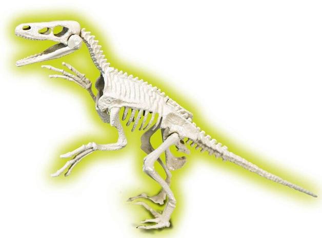 dinosaurusfossiili velociraptor clementoni – kuva 1/1