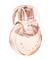 BVLGARI Omnia Crystalline - EdP 50 ml – kuva 3