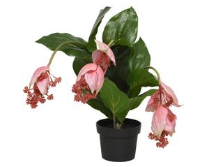 EVERLANDS 804210 MEDINILLA TEKOKASVI