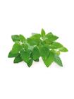 Click & Grow Smart Garden, siemenkapselit 3 kpl