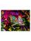 Ravensburger - Chameleon - 500p (12001333) – kuva 1