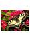 Ravensburger - Butterfly - 500p (12001335) – kuva 1