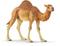 Schleich Wild Life 14832, Dromedary – kuva 2